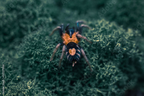 spider tarantula adult cyriocosmus