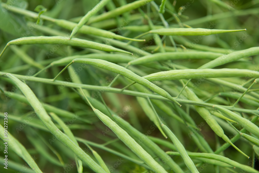 Rapeseed seed pods, Stems of rapeseed, Green Rapeseed field Rapeseed seed pods, Stems of rapeseed, Green Rapeseed field