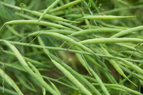 Rapeseed seed pods, Stems of rapeseed, Green Rapeseed field