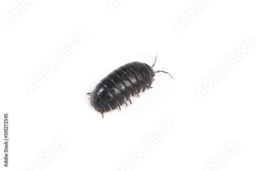 pill bug or sow bug isolated on white background.