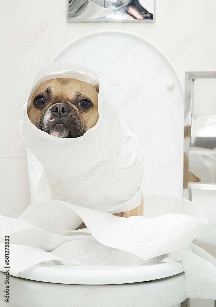 Foto de A french bulldog breed dog sits on the toilet in the toilet