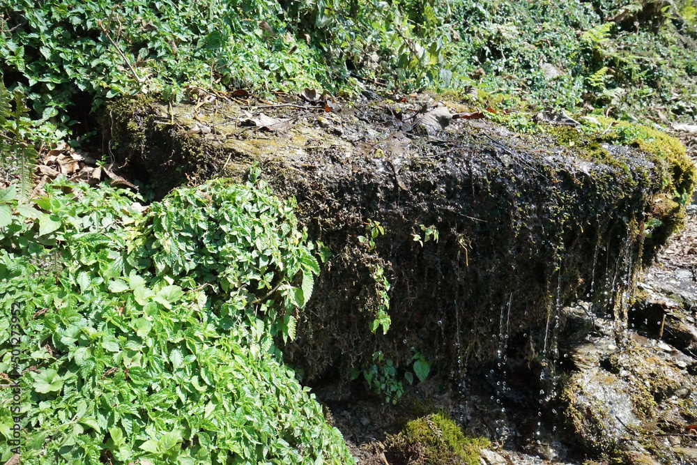 Close up natural spring water gently drop from mossy rock and green plants Close up natural spring water gently drop from mossy rock and green plants