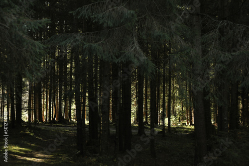 Dark forest in Carpathian mountains in sunny autumn day