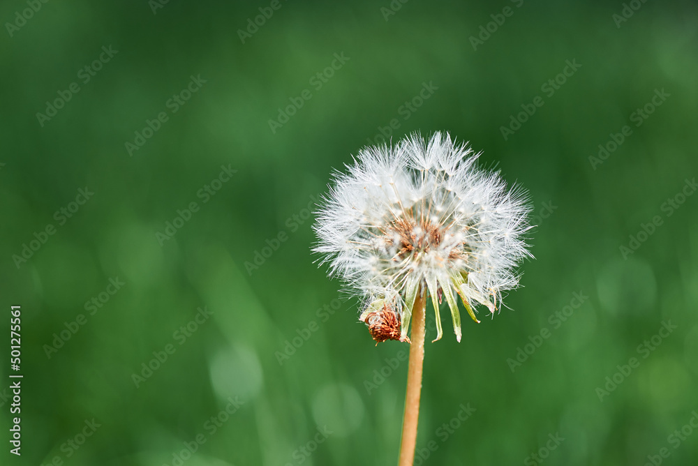 White dandelion flowers closeup. Closeup of white dandelion flower in grass with blurred background. White dandelion flowers closeup. Closeup of white dandelion flower in grass with blurred background.