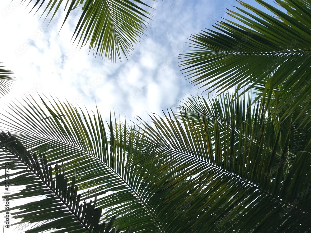 Fototapeta premium tropical palm leaf background, closeup coconut palm trees perspective view