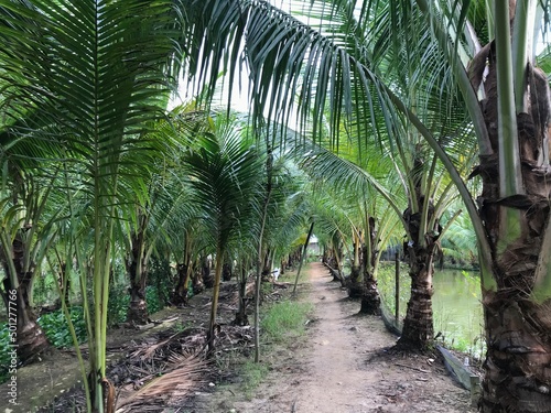 tropical palm leaf background, closeup coconut palm trees