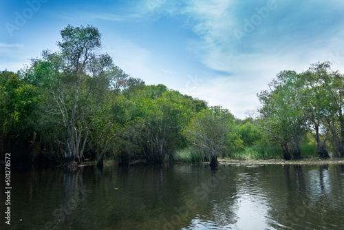 Freshwater basin with mangrove forest area as background. Under the bright blue sky. At Rayong Provincial East Plant Center of Rayong Thailand.