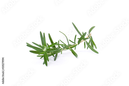 Rosemary leaves isolated on white background. 