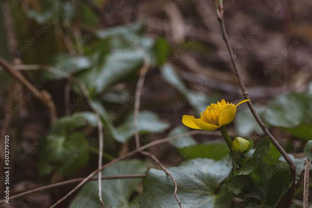 Wild Marsh Marigold (Caltha palustris) flowers in the Spring Wild Marsh Marigold (Caltha palustris) flowers in the Spring