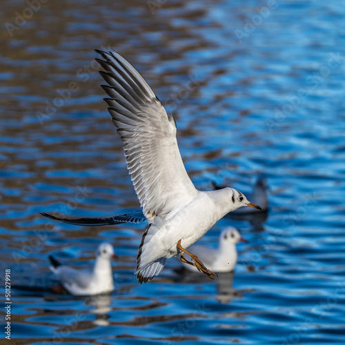 The European Herring Gull, Larus argentatus is a large gull