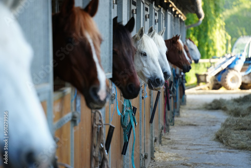 Fényképezés horses in the boxes of an equestrian center