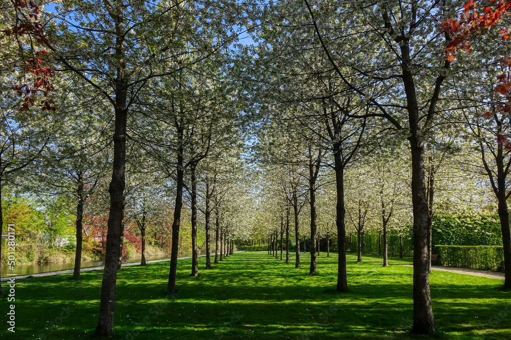 Blühende Bäume in einem Schlosspark in Rheda-Wiedenbrück