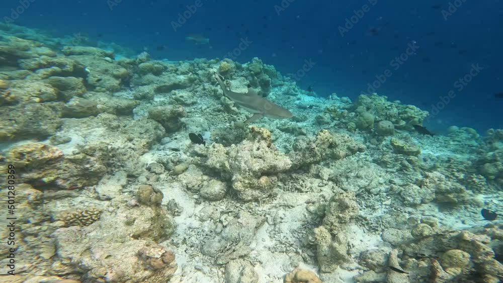 Undersea Life of Blacktip Reef Shark Swimming on Coral Reef in Maldives. Underwater Shot of Carcharhinus Melanopterus in Indian Ocean. Undersea Life of Blacktip Reef Shark Swimming on Coral Reef in Maldives. Underwater Shot of Carcharhinus Melanopterus in Indian Ocean.