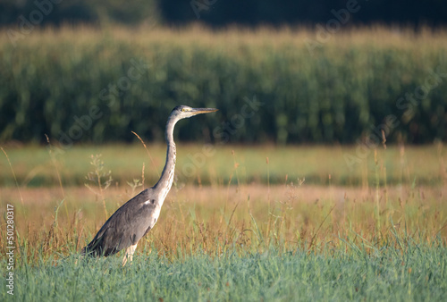 Der Graureiher (Ardea cinerea) photo