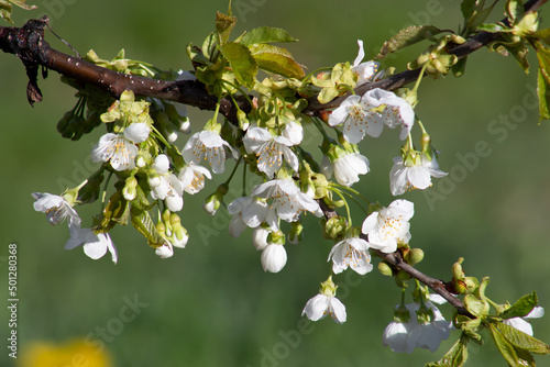 Sweet cherry branch with flowers on a blurred green background.