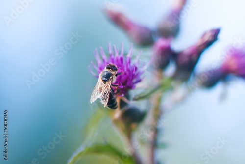 Wasp on the Burdock plant. 