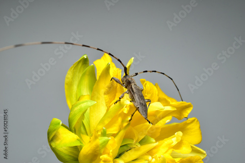 A gray barbel beetle crawls over a flower. photo