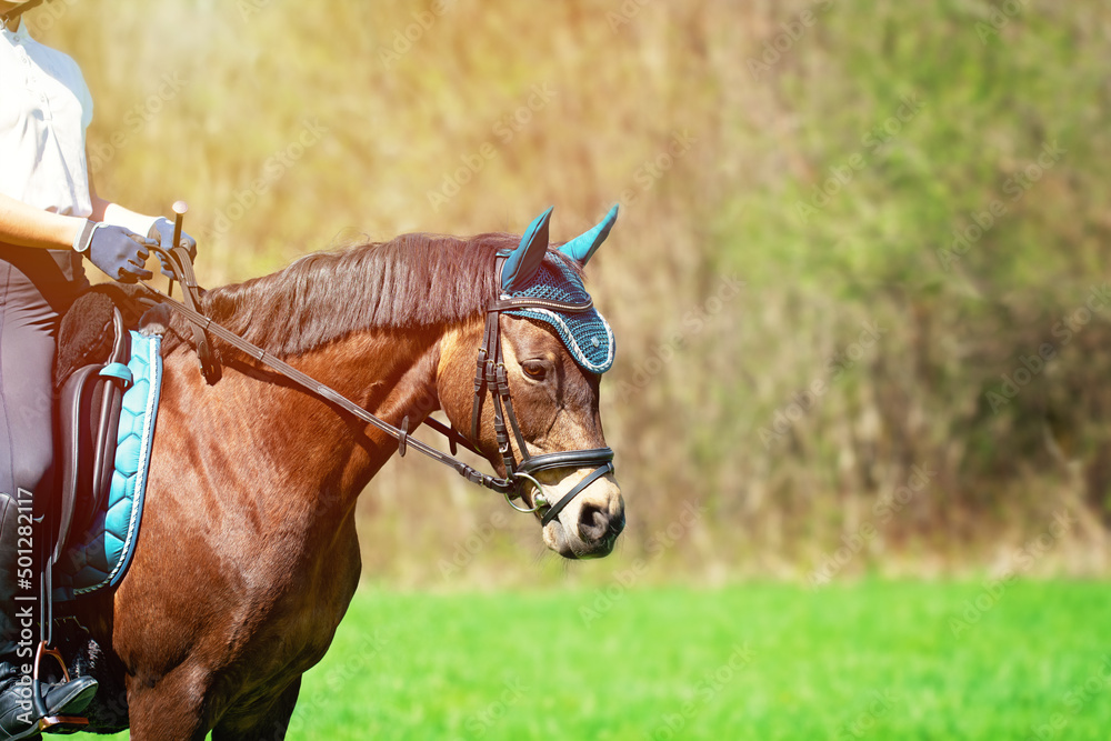 Fototapeta premium Reitpony | Reitpferd
