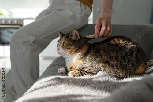 Fototapeta Naklejka Na Ścianę i Meble -  Closeup of woman combing fur cat with brush, sitting on sofa. Female taking care of pet removing hair at home. Cat grooming, combing wool, hygiene concept. 