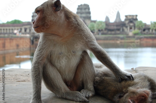 Photography monkey in front of angkor wat temple in cambodia