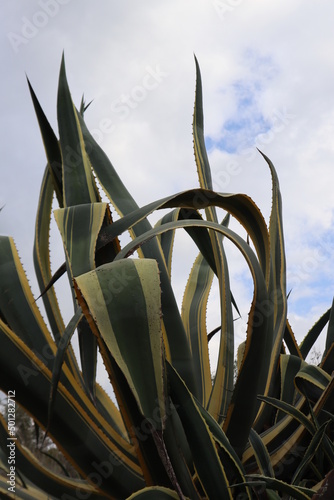 agave plant against a cloudy sky 