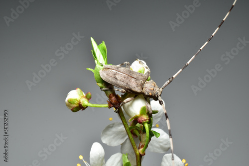 Top view of a woodcutter beetle sitting on a flower. photo