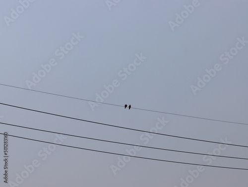  two birds perched on a power line.