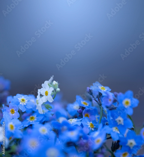 Beautiful gentle forget-me-nots on a blue background with copy space. Blue postcard with bright blue and white flowers. The concept of beauty and spring.