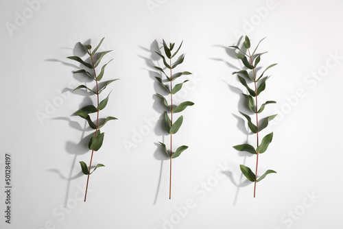 Eucalyptus branches with fresh green leaves on white background  top view