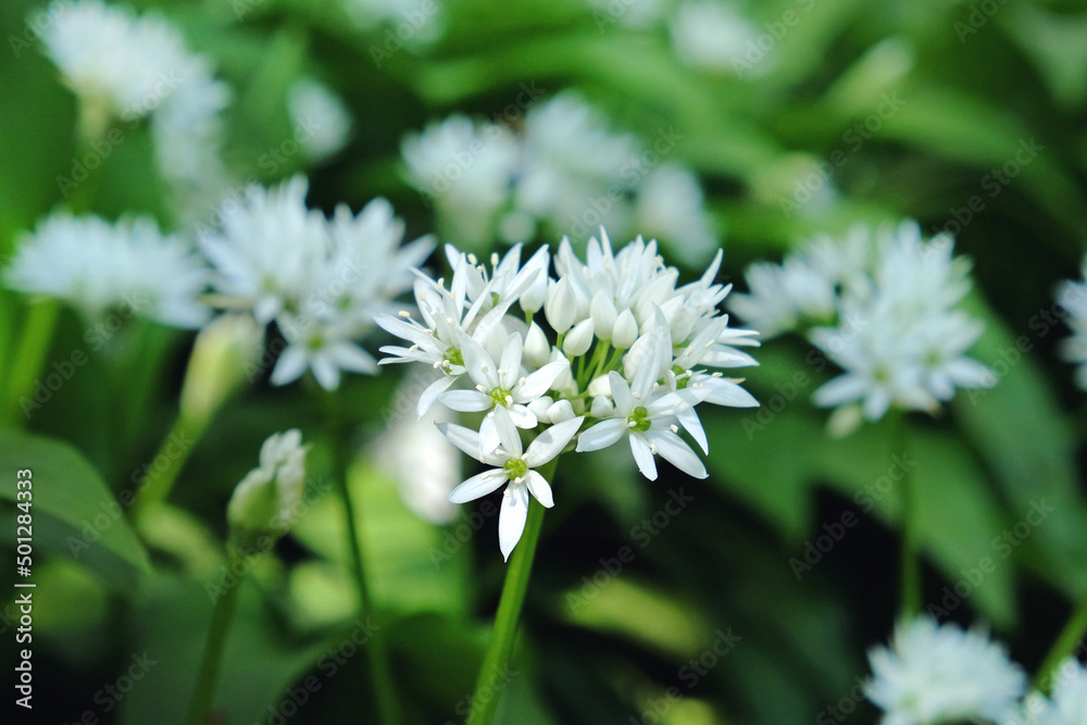 The dainty white flowers of wild garlic in bloom. The dainty white flowers of wild garlic in bloom.