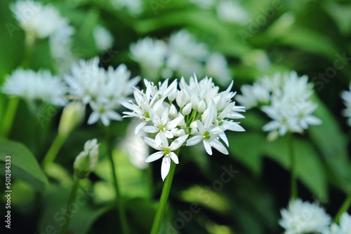 The dainty white flowers of wild garlic in bloom.