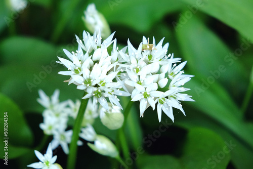 The dainty white flowers of wild garlic in bloom.