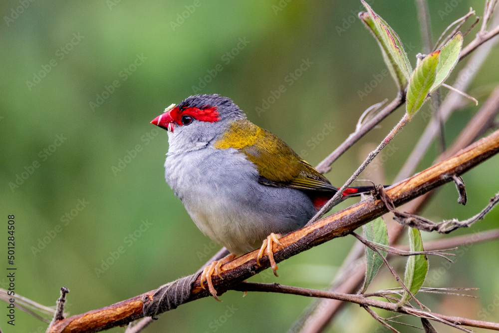 Red-browed Finch in Queensland Australia