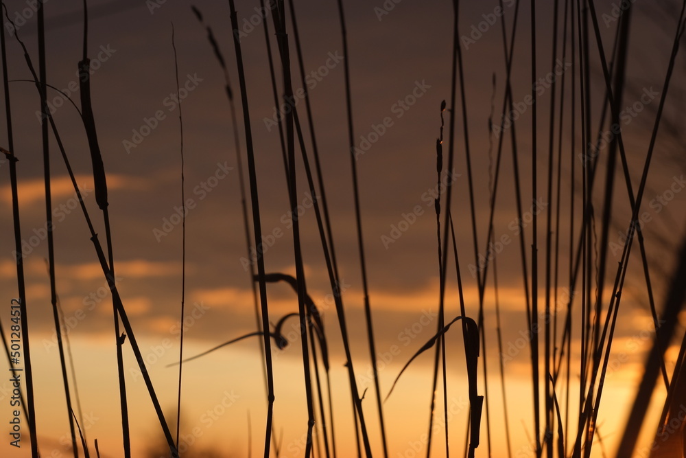 Grass close-up at sunset. 