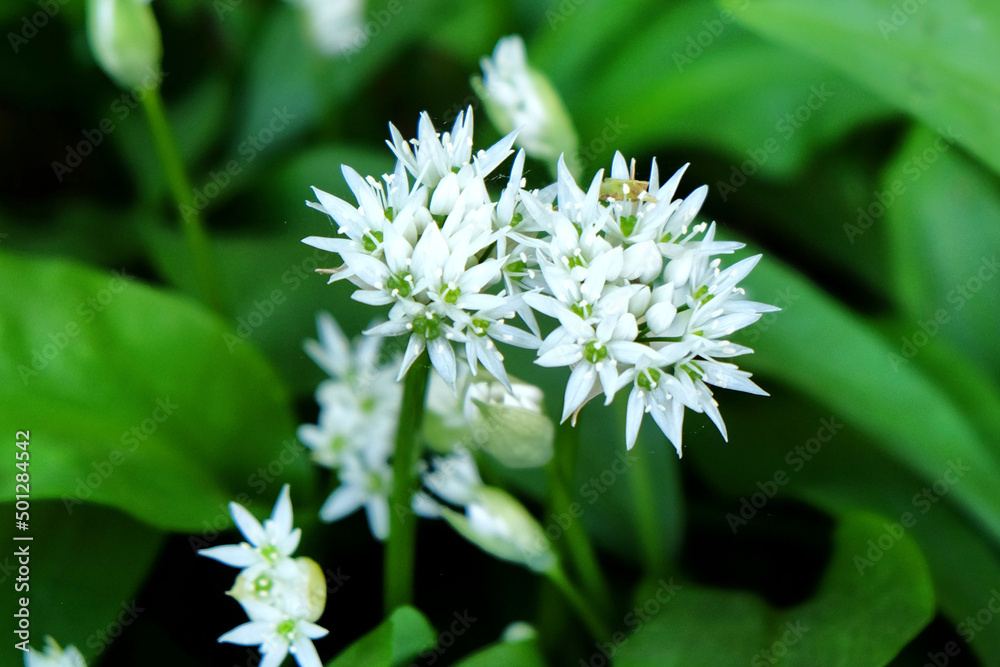 The dainty white flowers of wild garlic in bloom. The dainty white flowers of wild garlic in bloom.