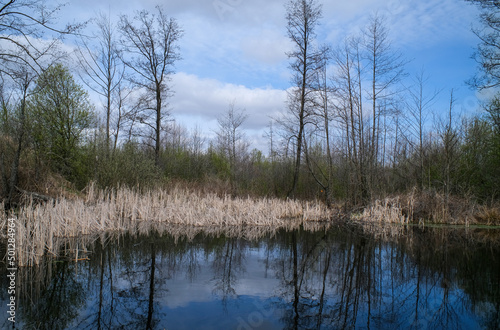 Landscape of a spring landscape in a swamp.