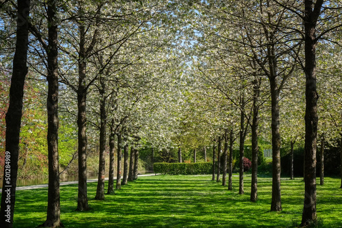 Blühende Bäume in einem historischen Schlosspark in Rheda-Wiedenbrück