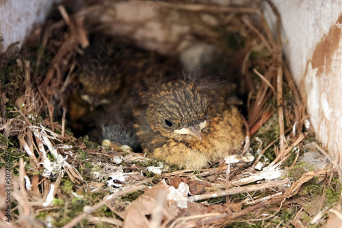 rotkehlchen junge im nest