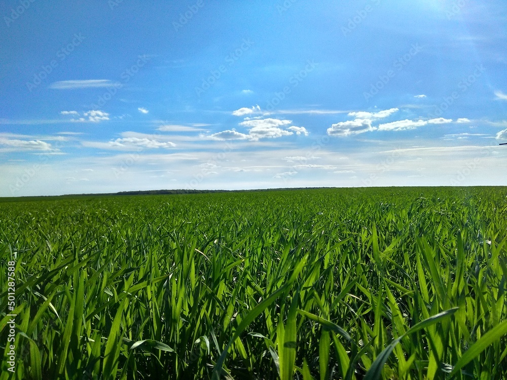 wide green field in the blue sky wide green field in the blue sky