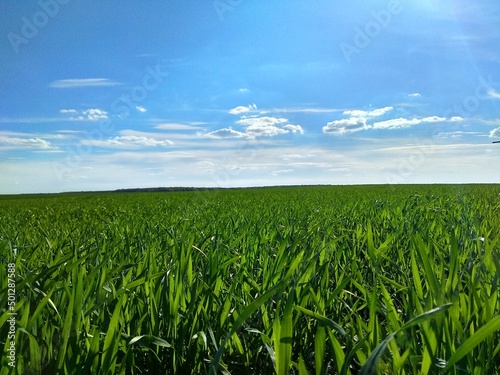 wide green field in the blue sky
