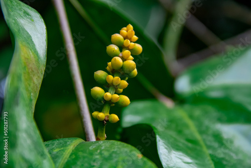 A close look at the green Gnetum gnemon fruit