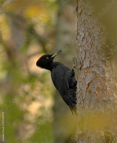 Black woodpecker (Dryocopus martius) searching food in the forest. photo