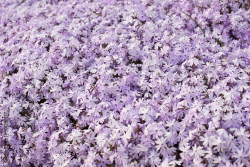 The field of small pink flowers, lesser periwinkle in spring top view. Springtime meadow with purple blossom pattern background 