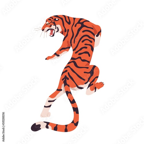 Amur tiger roaring and walking, back view. Wild bengal feline animal prowling...