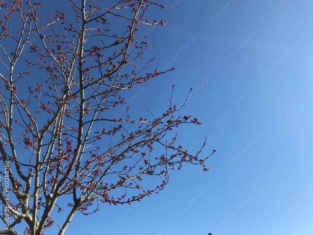 분홍색 꽃 분홍색 꽃