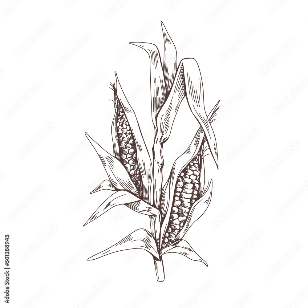 Wheat Bread Ears Cereal Crop Sketch Stock Vector (Royalty Free) 523837825 |  Shutterstock