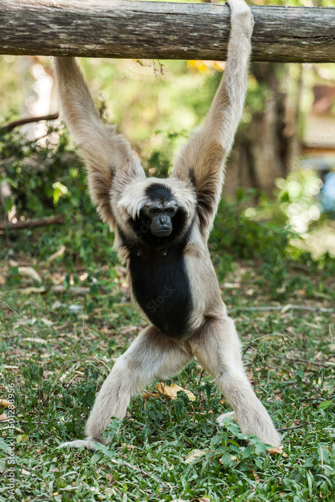 Naklejka premium Gibbon in the Zoo in Thailand
