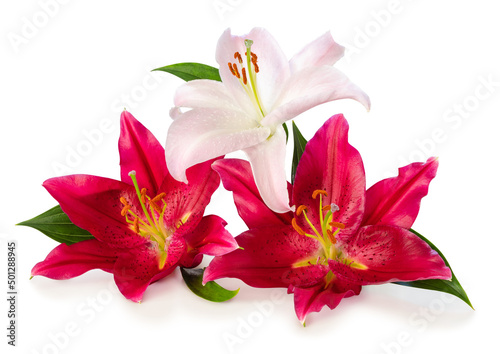 Three wonderful white and red Lilies isolated on white background, including clipping path without shade.