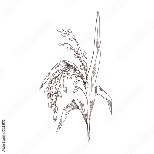 Panicum miliaceum, outlined contoured engraving. Vintage botany agriculture drawing of cereal field crop. Proso millet, panicgrass plant. Hand-drawn vector illustration isolated on white background