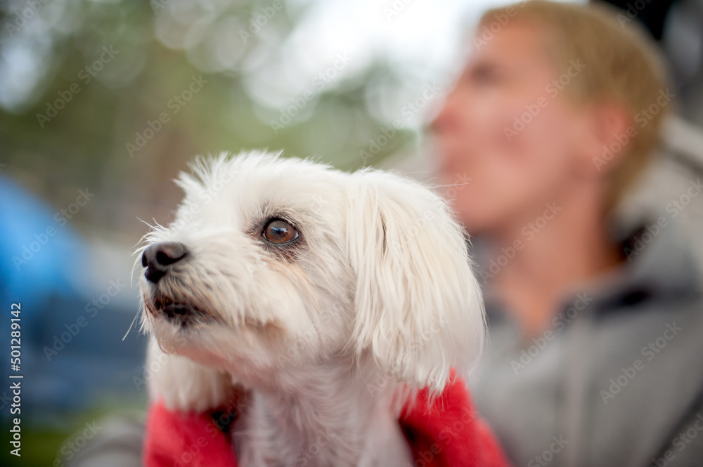 Portrait of cute white Maltese dog resting and enjoying garden